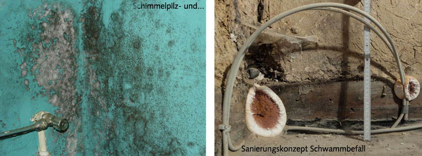 schimmel-1a